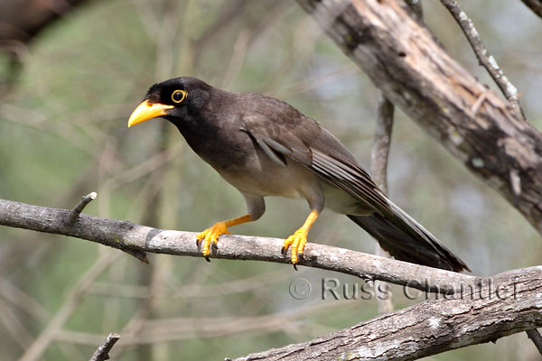 Brown Jay © Russ Chantler